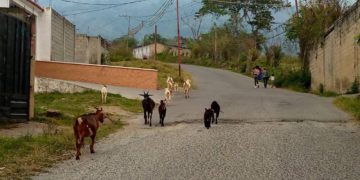 Denuncian riesgo por animales sueltos en zonas viales de Boconó