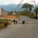 Denuncian riesgo por animales sueltos en zonas viales de Boconó