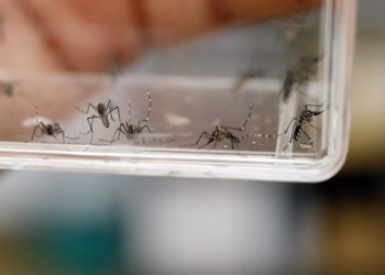 Desvelan el arma del dengue para invadir más fácilmente el organismo humano