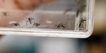 Desvelan el arma del dengue para invadir más fácilmente el organismo humano