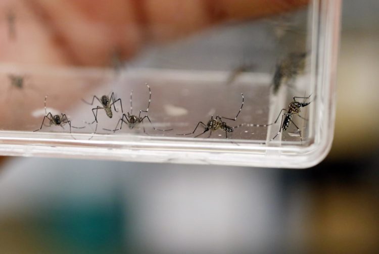 Fotografía de archivo que muestra varios mosquitos Aedes Aegypti. EFE/Thais Llorca