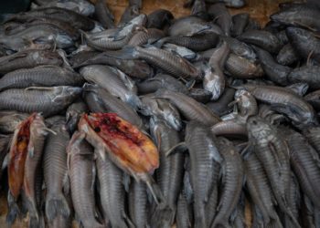 Venezuela aumentó un 13 % las exportaciones de crustáceos y pescados en 2022