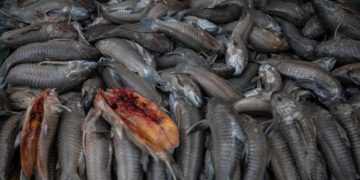 Venezuela aumentó un 13 % las exportaciones de crustáceos y pescados en 2022