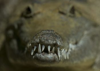 Un hombre se salva de ataque de cocodrilo al meterle los dedos en los ojos