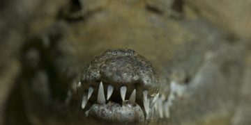 Un hombre se salva de ataque de cocodrilo al meterle los dedos en los ojos
