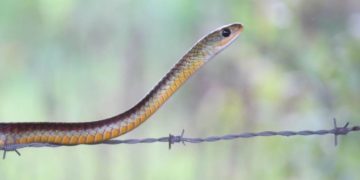 Lluvias en Trujillo elevan estadísticas de presencia de serpientes