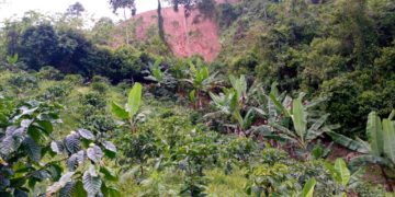 Movimiento de tierra afecta a productos de La Beticó de Pampán