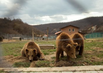 Activistas instan a la UE a que impida el sacrificio de 230 osos en Eslovenia