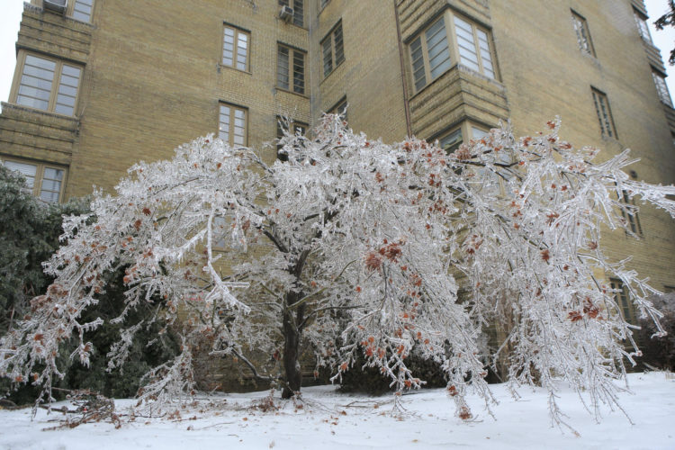 Imagen de archivo de un árbol congelado con las ramas caídas por el peso del hielo en Toronto (Canadá). EFE/Gloria Nieto