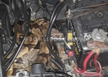 Bomberos de Tovar rescataron una boa del motor de un vehículo