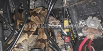 Bomberos de Tovar rescataron una boa del motor de un vehículo