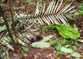 Hallan nuevos rastros de los cuatro niños desaparecidos tras accidente aéreo en Colombia