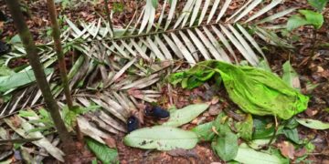 Hallan nuevos rastros de los cuatro niños desaparecidos tras accidente aéreo en Colombia