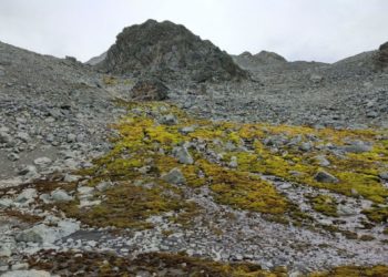 Los musgos desempeñan un papel esencial en la conservación de los suelos