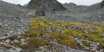 Los musgos desempeñan un papel esencial en la conservación de los suelos