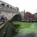 El agua del Gran Canal de Venecia se tiñe de un misterioso verde fluorescente