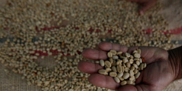 Café colombiano alcanza un precio de 110,18 euros por libra en subasta internacional
