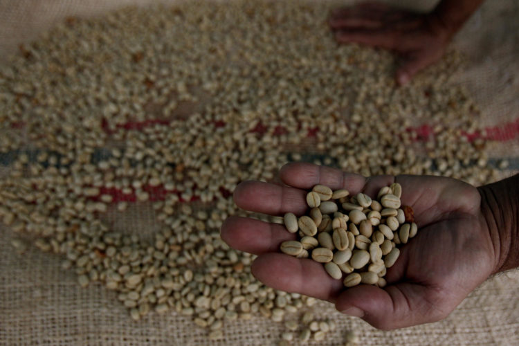 Fotografía de una selección de granos de caféen Colombia, en una fotografía de archivo. EFE/ Luis Eduardo Noriega A.