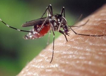 Piden ayuda de las autoridades: Casco central de Boconó invadido por mosquitos