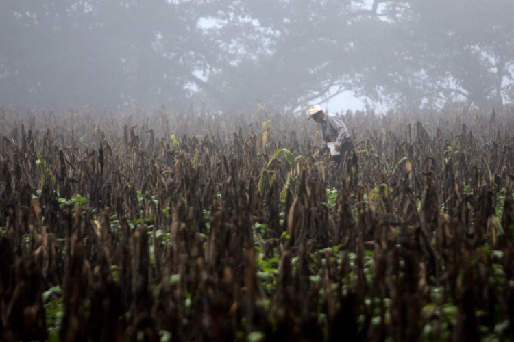 Fotografía de un campesino caminando en una plantación seca de maíz en Guatemala durante el fenómeno de El Niño, en 2015. EFE/Esteban Biba