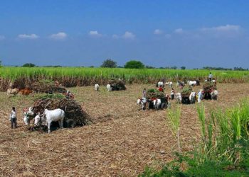 Modernización agropecuaria y seguridad agroalimentaria venezolanas | Por Isaías Márquez