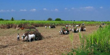 Modernización agropecuaria y seguridad agroalimentaria venezolanas | Por Isaías Márquez