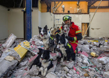 Entrenamiento de perros de rescate cobra popularidad en México debido a terremotos