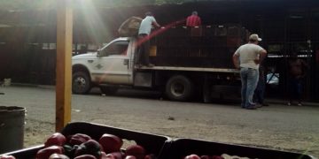 La difícil situación por la que atraviesan los productores agrícolas de Carache