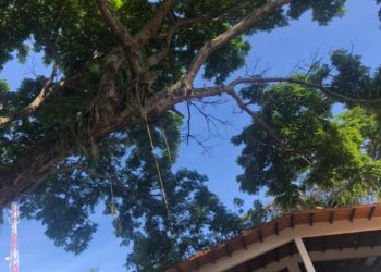 CNP-Trujillo solicita poda de frondoso árbol que afecta sede de la institución