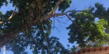 CNP-Trujillo solicita poda de frondoso árbol que afecta sede de la institución