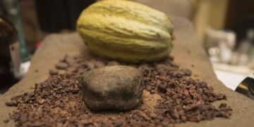 Siete cooperativas de Nicaragua dan un «salto cacaotero» con proyecto financiado por Suiza