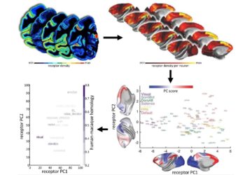 El Proyecto Cerebro Humano traza un mapa del cerebro que ayuda a estudiar los receptores