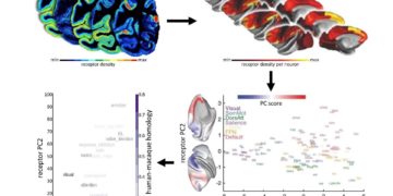El Proyecto Cerebro Humano traza un mapa del cerebro que ayuda a estudiar los receptores