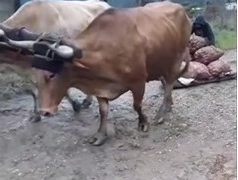 ¿Acaso la gasolina necesaria para ir a regalar las verduras podría ser la misma requerida para llevar la mercancía a los mercados?