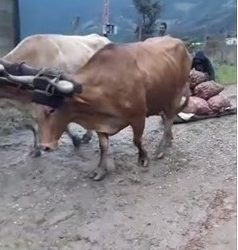 ¿Acaso la gasolina necesaria para ir a regalar las verduras podría ser la misma requerida para llevar la mercancía a los mercados?