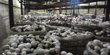 Boconó es la cuna del champiñón en Venezuela