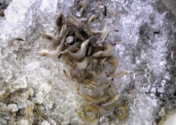 Venezuela aumentó un 54 % la exportación de pescados en el primer cuatrimestre de 2023