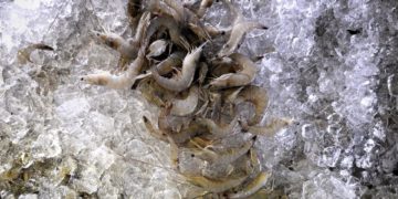 Venezuela aumentó un 54 % la exportación de pescados en el primer cuatrimestre de 2023