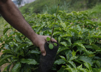 La producción de café de Colombia cayó un 21 % en mayo por lluvias