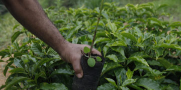 La producción de café de Colombia cayó un 21 % en mayo por lluvias