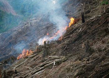 Día Mundial del Medio Ambiente | Por: Isaías Márquez