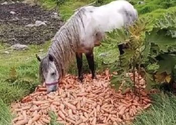 Productores del campo pierden sus cosechas por falta de combustible