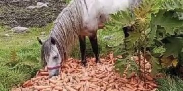 Productores del campo pierden sus cosechas por falta de combustible