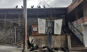 Vecinos denuncian que zamuros disfrutaron de un festín de basura en pleno centro de Boconó