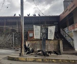 Vecinos denuncian que zamuros disfrutaron de un festín de basura en pleno centro de Boconó