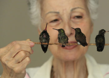 Un «hospital» de colibríes da vida a estas aves heridas y huérfanas en Ciudad de México