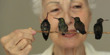 Un «hospital» de colibríes da vida a estas aves heridas y huérfanas en Ciudad de México