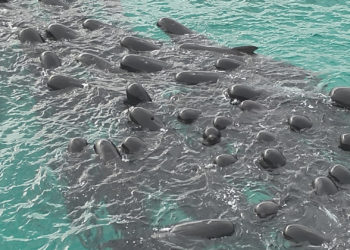 Mueren 51 ballenas piloto tras quedarse varadas en una playa del suroeste de Australia