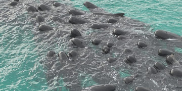 Mueren 51 ballenas piloto tras quedarse varadas en una playa del suroeste de Australia
