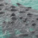Mueren 51 ballenas piloto tras quedarse varadas en una playa del suroeste de Australia